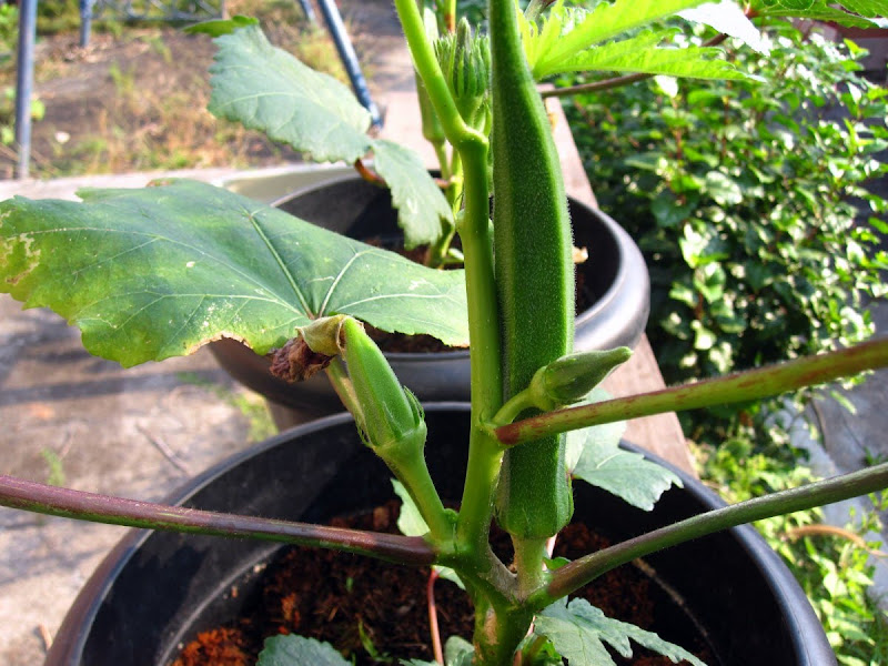 PADVAL AGRICULTURE AND FARM ENTERPRISES Growing Okra Bhendi without